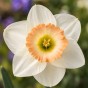 Daffodil (Narcissus) Cosmopolitan 5 Bulbs Ready for Planting Now in UK Autumn Outdoor Gardens