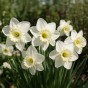 Daffodil (Narcissus) Frosty Snow 5 Bulbs Ready for Planting Now in UK Autumn Outdoor Gardens