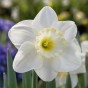 Daffodil (Narcissus) Frosty Snow 5 Bulbs Ready for Planting Now in UK Autumn Outdoor Gardens