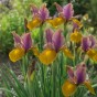 Iris Lion King 10 Bulbs Ready for Planting Now in UK Autumn Outdoor Gardens