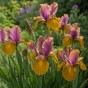 Iris Lion King 10 Bulbs Ready for Planting Now in UK Autumn Outdoor Gardens