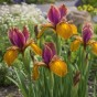 Iris Lion King 10 Bulbs Ready for Planting Now in UK Autumn Outdoor Gardens