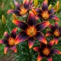 Lilium Asiatic Forever Susan 2 Bulbs Ready for Planting Now in UK Autumn Outdoor Gardens