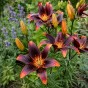 Lilium Asiatic Forever Susan 2 Bulbs Ready for Planting Now in UK Autumn Outdoor Gardens