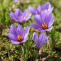 Crocus (Autumn Flowering) Safran Crocus (Sativus) 15 Bulbs Ready for Planting Now in UK Autumn Outdoor Gardens by Jamieson Brothers
