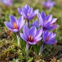 Crocus (Autumn Flowering) Safran Crocus (Sativus) 15 Bulbs Ready for Planting Now in UK Autumn Outdoor Gardens by Jamieson Brothers