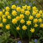 Daffodil (Narcissus) Tete A Tete Mixed 25 Bulbs Ready for Planting Now in UK Autumn Outdoor Gardens