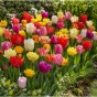 Tulip Darwin Hyrbid Mixed 20 Bulbs Ready for Planting Now in UK Autumn Outdoor Gardens