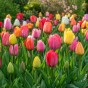 Tulip Darwin Hyrbid Mixed 20 Bulbs Ready for Planting Now in UK Autumn Outdoor Gardens