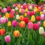Tulip Darwin Hyrbid Mixed 20 Bulbs Ready for Planting Now in UK Autumn Outdoor Gardens