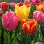 Tulip Darwin Hyrbid Mixed 20 Bulbs Ready for Planting Now in UK Autumn Outdoor Gardens