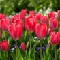 Tulip Van Eijk 20 Bulbs Ready for Planting Now in UK Autumn Outdoor Gardens