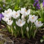 Crocus Jeanne d'Arc 15 Bulbs Ready for Planting Now in UK Autumn Outdoor Gardens