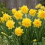 Daffodil (Narcissus) Tete Bouclé 12 Bulbs Ready for Planting Now in UK Autumn Outdoor Gardens