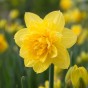 Daffodil (Narcissus) Tete Bouclé 12 Bulbs Ready for Planting Now in UK Autumn Outdoor Gardens
