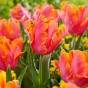 Tulip Parrot Amazing Parrot 6 Bulbs Ready for Planting Now in UK Autumn Outdoor Gardens