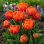 Tulip Double Late Queensday 6 Bulbs Ready for Planting Now in UK Autumn Outdoor Gardens