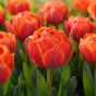 Tulip Double Late Queensday 6 Bulbs Ready for Planting Now in UK Autumn Outdoor Gardens