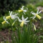 Daffodil (Narcissus) Botanical Snipe 8 Bulbs Ready for Planting Now in UK Autumn Outdoor Gardens