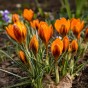 Crocus Orange Monarch 15 Bulbs Ready for Planting Now in UK Autumn Outdoor Gardens