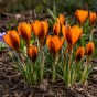 Crocus Orange Monarch 15 Bulbs Ready for Planting Now in UK Autumn Outdoor Gardens