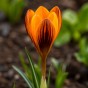 Crocus Orange Monarch 15 Bulbs Ready for Planting Now in UK Autumn Outdoor Gardens