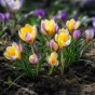 Crocus Advance 15 Bulbs Ready for Planting Now in UK Autumn Outdoor Gardens