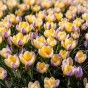 Crocus Advance 15 Bulbs Ready for Planting Now in UK Autumn Outdoor Gardens