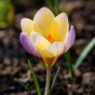 Crocus Advance 15 Bulbs Ready for Planting Now in UK Autumn Outdoor Gardens