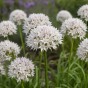 Allium Amplectens Graceful 10 Bulbs Ready for Planting Now in UK Autumn Outdoor Gardens