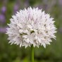 Allium Amplectens Graceful 10 Bulbs Ready for Planting Now in UK Autumn Outdoor Gardens