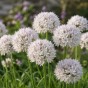 Allium Amplectens Graceful 10 Bulbs Ready for Planting Now in UK Autumn Outdoor Gardens