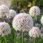 Allium Amplectens Graceful 10 Bulbs Ready for Planting Now in UK Autumn Outdoor Gardens