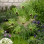 Allium Hair 15 Bulbs Ready for Planting Now in UK Autumn Outdoor Gardens
