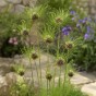 Allium Hair 15 Bulbs Ready for Planting Now in UK Autumn Outdoor Gardens