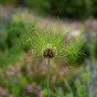 Allium Hair 15 Bulbs Ready for Planting Now in UK Autumn Outdoor Gardens