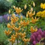 Lilium Martagon Guinea Gold 2 Bulbs Ready for Planting Now in UK Autumn Outdoor Gardens