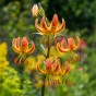 Lilium Martagon Must See 2 Bulbs Ready for Planting Now in UK Autumn Outdoor Gardens