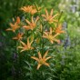 Lilium Martagon Must See 2 Bulbs Ready for Planting Now in UK Autumn Outdoor Gardens