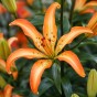 Lilium Martagon Must See 2 Bulbs Ready for Planting Now in UK Autumn Outdoor Gardens