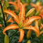 Lilium Martagon Must See 2 Bulbs Ready for Planting Now in UK Autumn Outdoor Gardens
