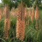 Eremurus Cleopatra 2 Bulbs Ready for Planting Now in UK Autumn Outdoor Gardens