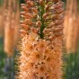 Eremurus Cleopatra 2 Bulbs Ready for Planting Now in UK Autumn Outdoor Gardens