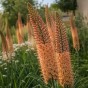 Eremurus Cleopatra 2 Bulbs Ready for Planting Now in UK Autumn Outdoor Gardens