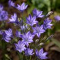 Triteleia Laxa Rudy 12 Bulbs Ready for Planting Now in UK Autumn Outdoor Gardens