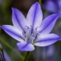Triteleia Laxa Rudy 12 Bulbs Ready for Planting Now in UK Autumn Outdoor Gardens