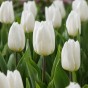 Tulip Single Early White Prince 6 Bulbs Ready for Planting Now in UK Autumn Outdoor Gardens