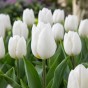 Tulip Single Early White Prince 6 Bulbs Ready for Planting Now in UK Autumn Outdoor Gardens