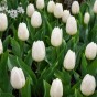 Tulip Single Early White Prince 6 Bulbs Ready for Planting Now in UK Autumn Outdoor Gardens