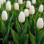 Tulip Single Early White Prince 6 Bulbs Ready for Planting Now in UK Autumn Outdoor Gardens